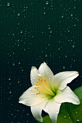 中国风传统绿色百合花简约背景 中国风传统绿色百合花简约背景