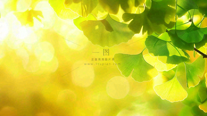 秋天美景银杏叶阳光唯美立秋摄影图