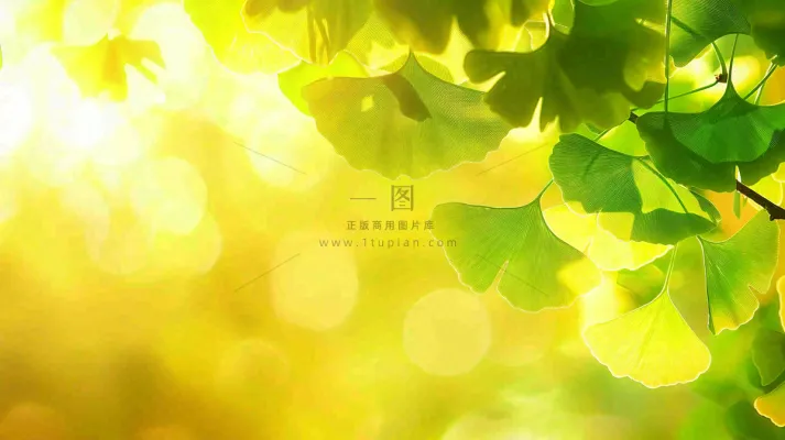 秋天美景银杏叶阳光唯美立秋摄影图