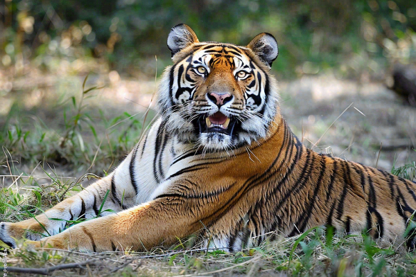 老虎动物园躺着休息的老虎悠闲摄影图