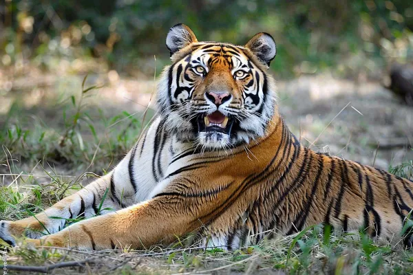 老虎动物园躺着休息的老虎悠闲摄影图