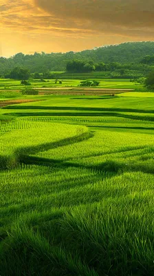 春天落日温馨稻草水稻农田种植，小满芒种摄影图
