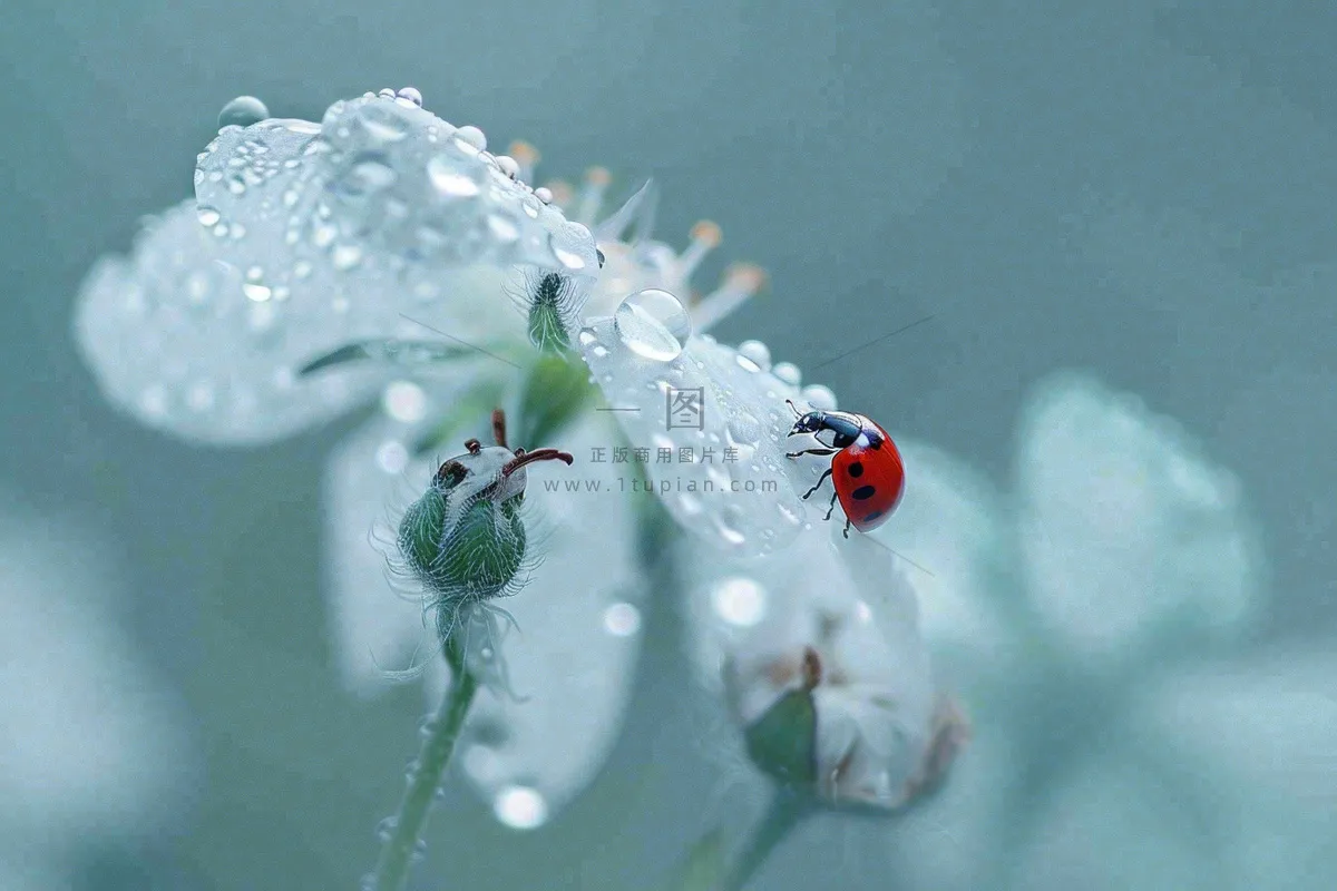 下雨天白色花朵上的七星瓢虫昆虫春天雨水谷雨摄影图