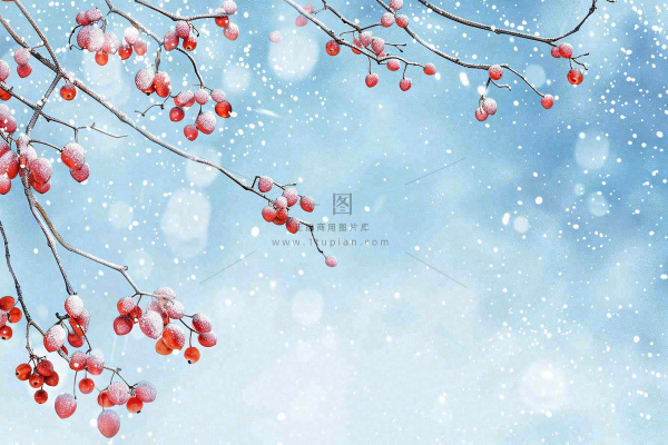 冬天白雪覆盖的红色果实白霜霜降小雪大雪水彩插画背景