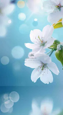 春天清新白色鲜花树枝,文艺新鲜浪漫摄影图 春天清新白色鲜花树枝,文艺新鲜浪漫摄影图