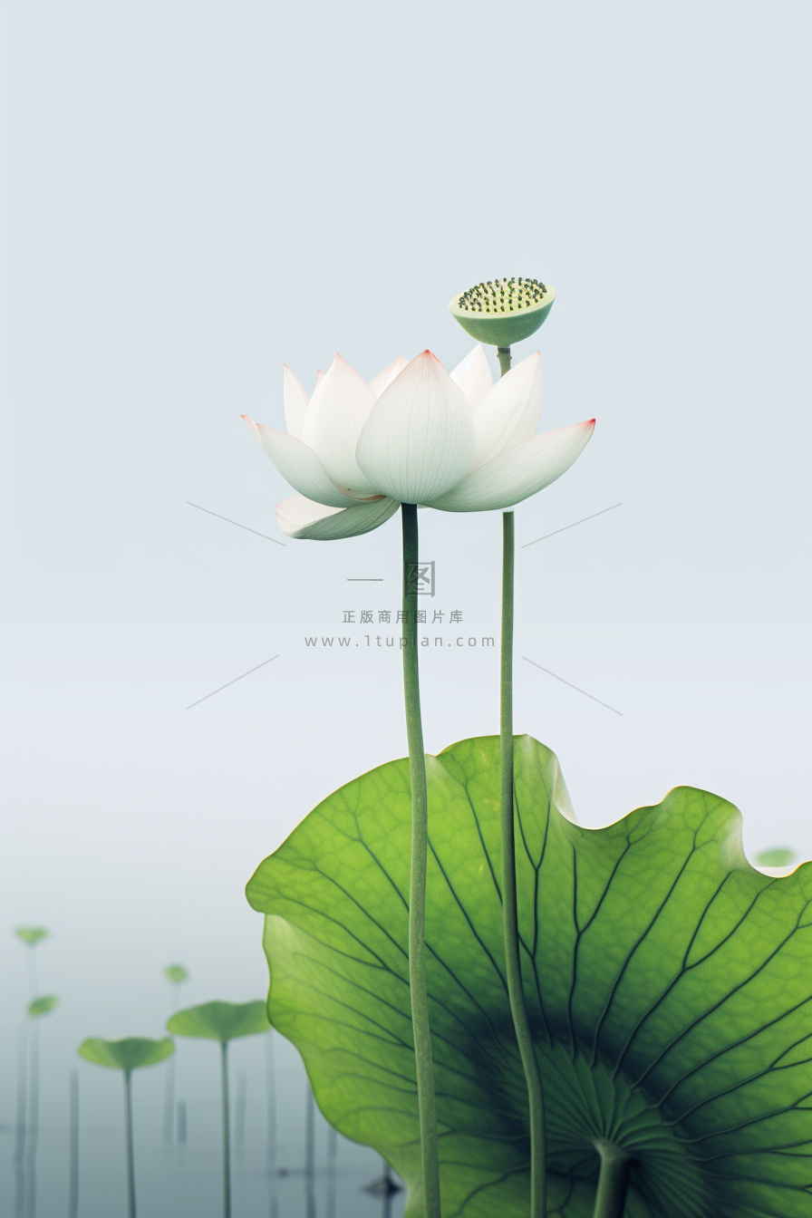 简约大气白莲花节气海报背景