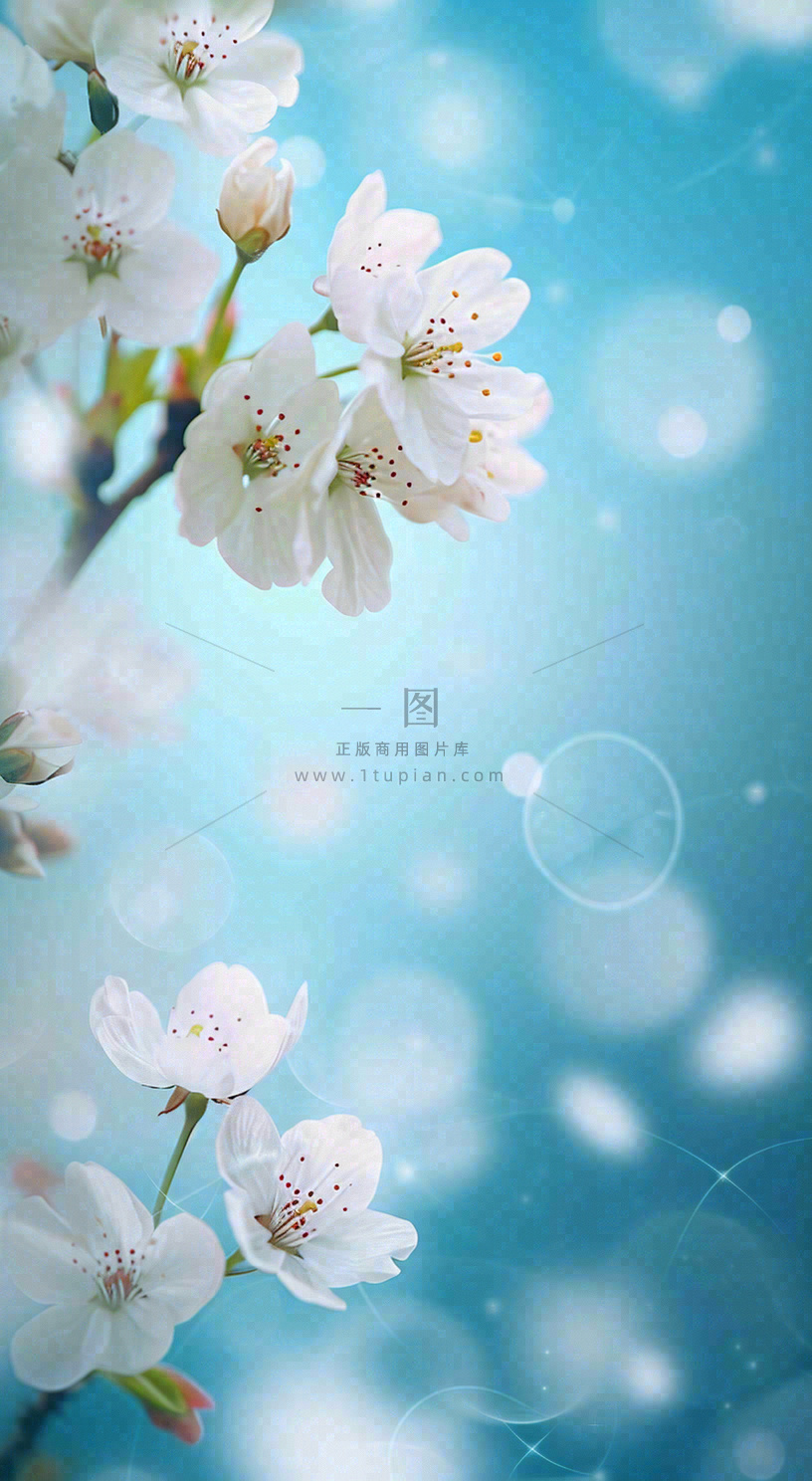 春天浪漫白色樱花花朵,立春春分摄影图