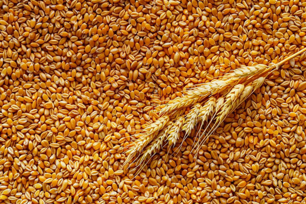 小麦粮食收成秋天立秋秋分摄影图