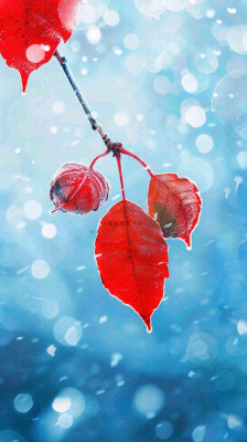 红叶上的白霜白雪秋冬霜降寒露立冬摄影图