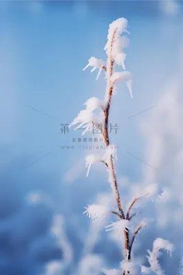 大雪清新冰枝冬天节气海报背景