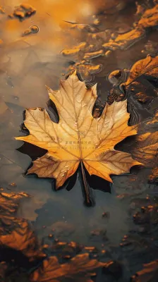 秋天黄色秋叶落叶雨天特写故事感,秋分立秋摄影图 秋天黄色秋叶落叶雨天特写故事感,秋分立秋摄影图