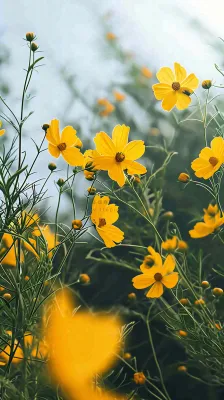 春天小黄花花朵阳光蓝天白云清新，立春惊蛰春分摄影图