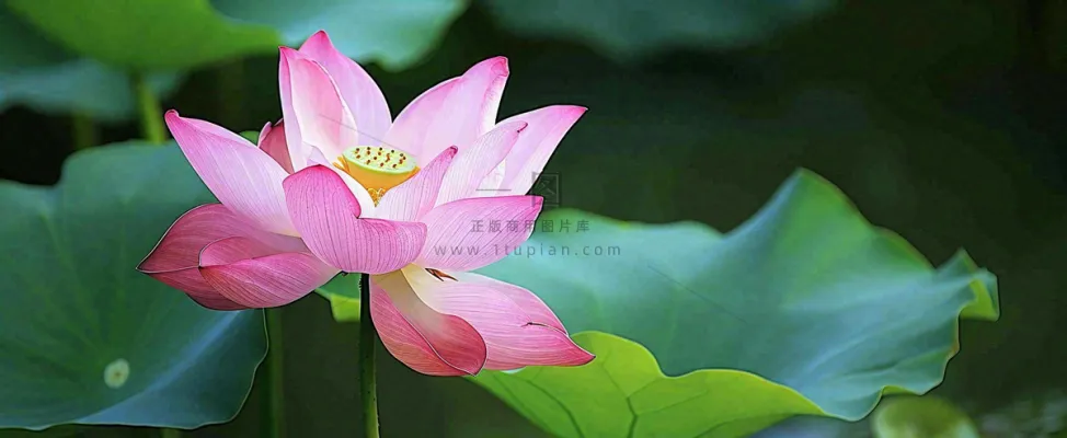 夏天荷花荷花池荷叶，处暑小暑大暑夏至立夏摄影图