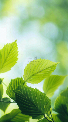 阳光明媚春天春意盎然嫩草,发芽,春分,立春摄影图 阳光明媚春天春意盎然嫩草,发芽,春分,立春摄影图