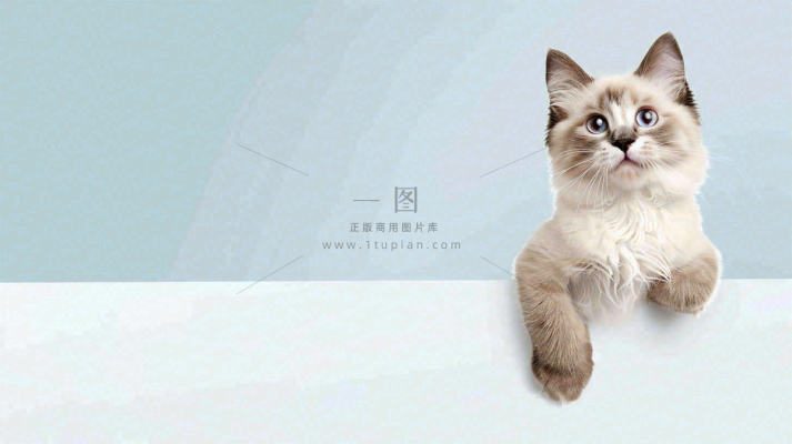 宠物医院猫狗生病救治摄影图