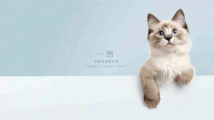 宠物医院猫狗生病救治摄影图