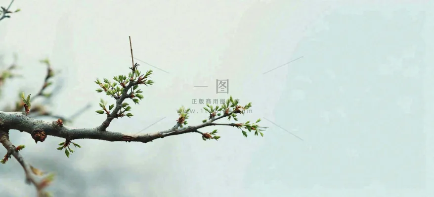 春天枝叶萌芽发芽绿叶，简约清新立春摄影图