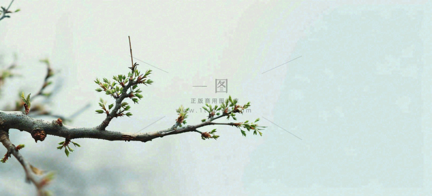 春天枝叶萌芽发芽绿叶,简约清新立春摄影图 春天枝叶萌芽发芽绿叶,简约清新立春摄影图