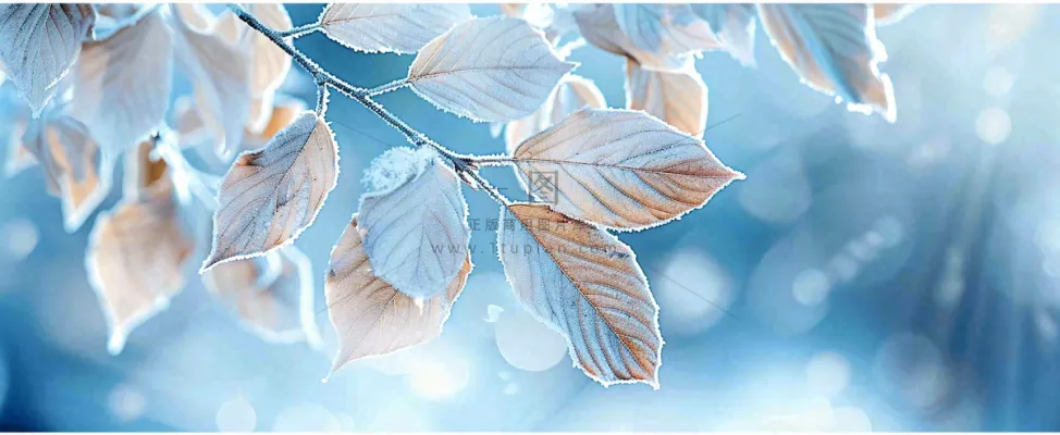 冬天植物上的白霜白雪寒冷霜降小寒摄影图