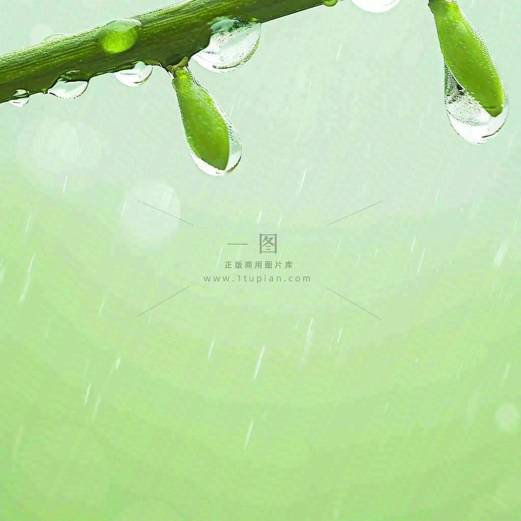 清新绿色春天绿芽叶子雨水露珠，春分谷雨摄影图