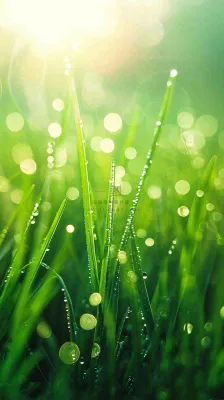 春天草地雨水雨露露珠绿草清新，谷雨雨水惊蛰白露摄影图