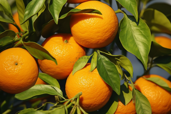 树枝上挂满了成熟的橘子橙子摄影图