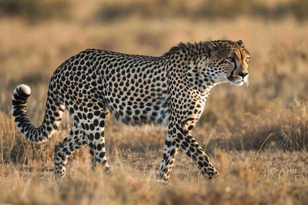 草原上的猎豹国家保护动物非洲摄影图