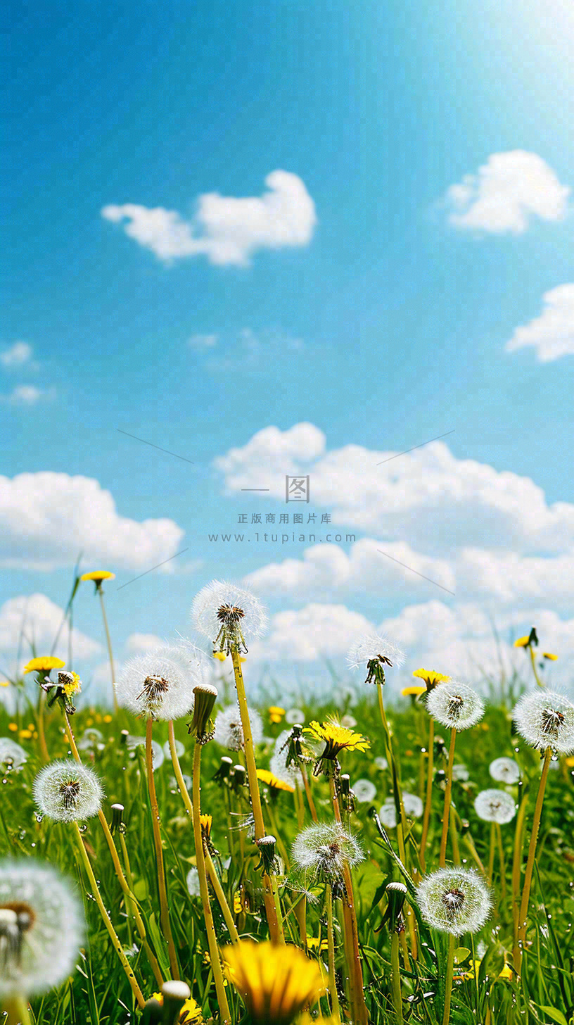 城市晴天阳光鲜花春天蓝天白云,立夏小满