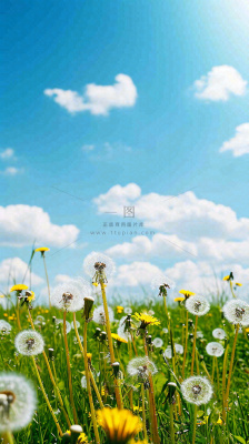 城市晴天阳光鲜花春天蓝天白云，立夏小满