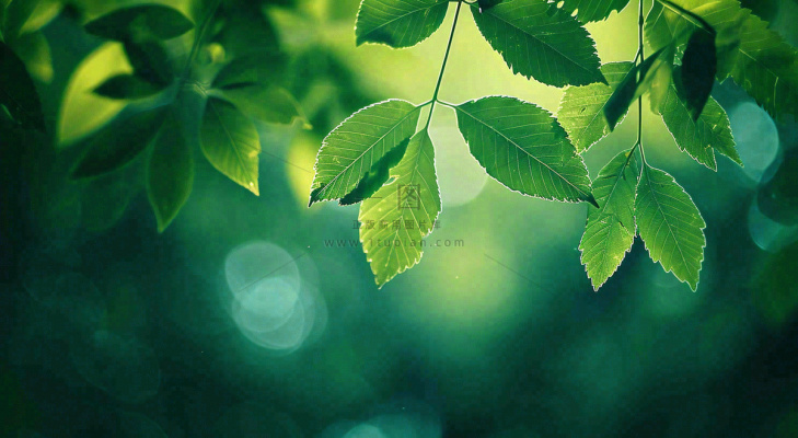 绿色树叶意境模糊光照叶子，春天夏日，春分立夏摄影图