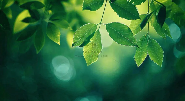 绿色树叶意境模糊光照叶子，春天夏日，春分立夏摄影图