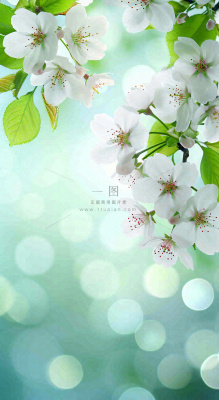 春天白色的樱花花朵开满枝头立春惊蛰春分摄影图