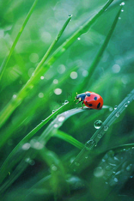 绿叶草丛露珠瓢虫昆虫雨水谷雨惊蛰摄影图 绿叶草丛露珠瓢虫昆虫雨水谷雨惊蛰摄影图