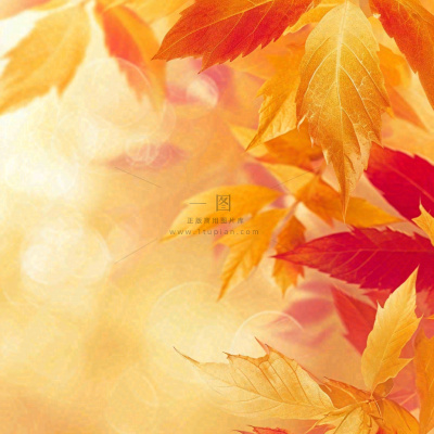秋天秋意黄色落叶枫叶意境,秋分立秋摄影图 秋天秋意黄色落叶枫叶意境,秋分立秋摄影图