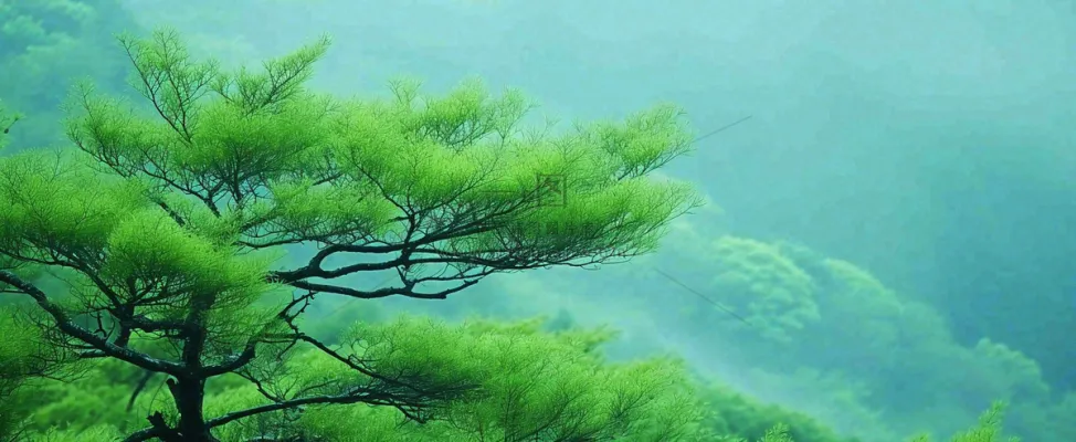 悬崖高山意境云层绿树树木特写