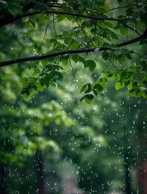 下雨天的公园大树下雨滴雨水谷雨梅雨季摄影图