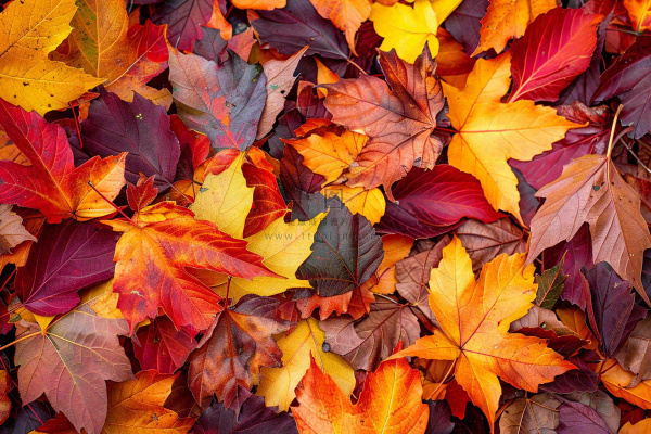 秋天金红落叶铺满地面立秋秋分摄影图 秋天金红落叶铺满地面立秋秋分摄影图