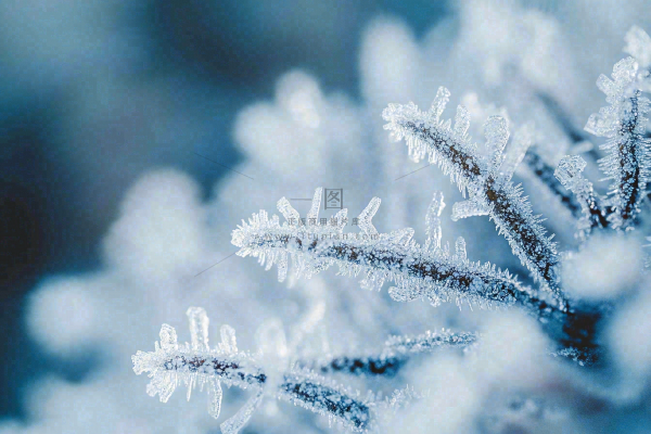植物上的雾凇白霜霜降摄影图 植物上的雾凇白霜霜降摄影图
