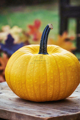 秋季金黄南瓜感恩节摄影图 秋季金黄南瓜感恩节摄影图