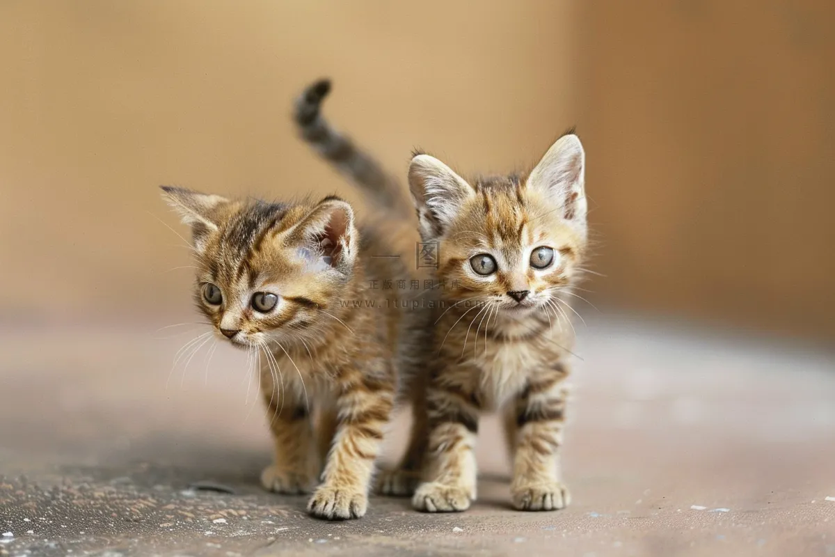 猫咪宠物猫可爱动物摄影图