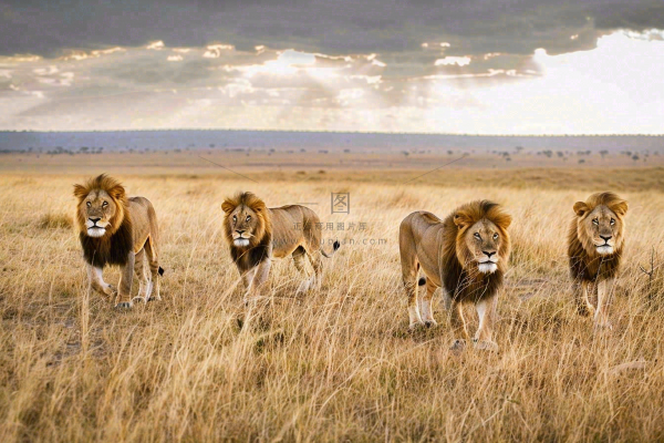 狮子动物非洲草原保护动物摄影图