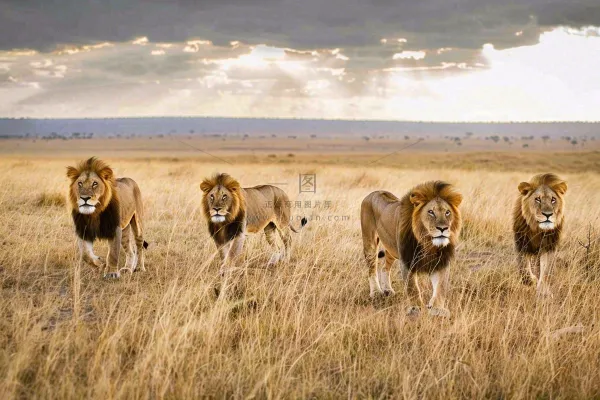 狮子动物非洲草原保护动物摄影图