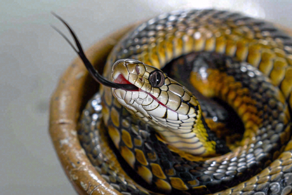 蛇在白色背景爬行动物摄影图