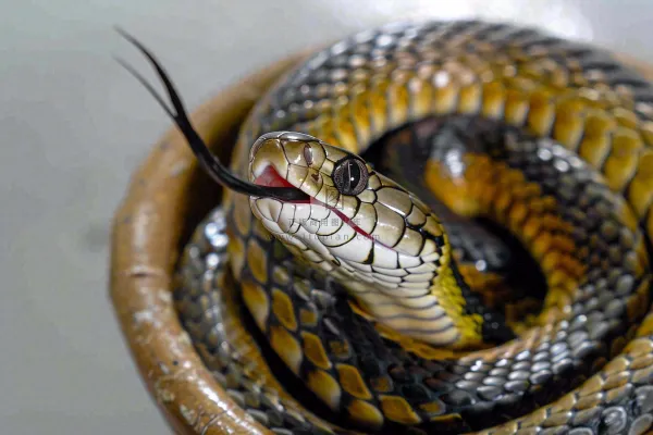 蛇在白色背景爬行动物摄影图