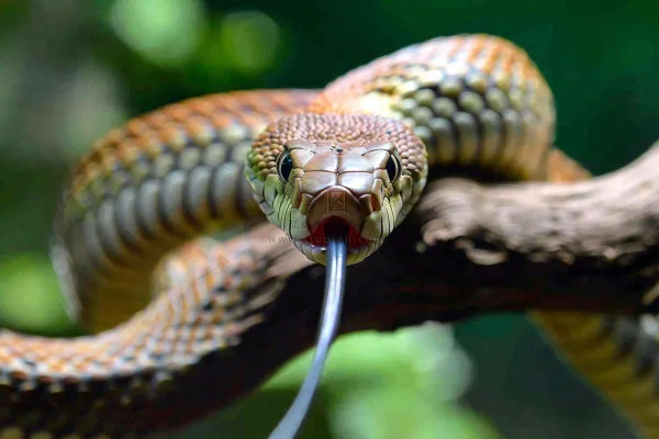 蛇盘踞在树枝上爬行动物摄影图