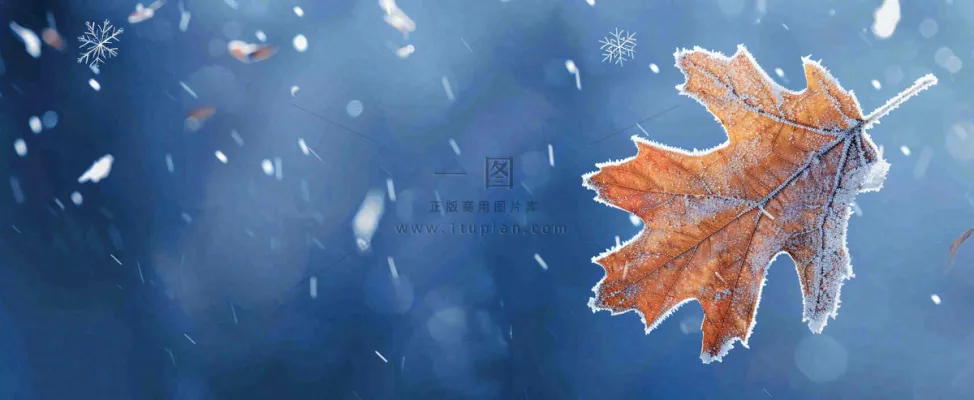 冬季大雪植物叶子上的雪花霜降小寒小雪大雪摄影图