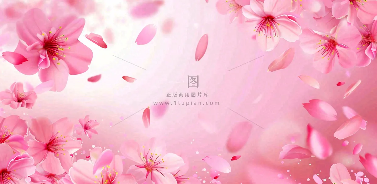 粉色樱花花瓣唯美妇女节春天摄影图