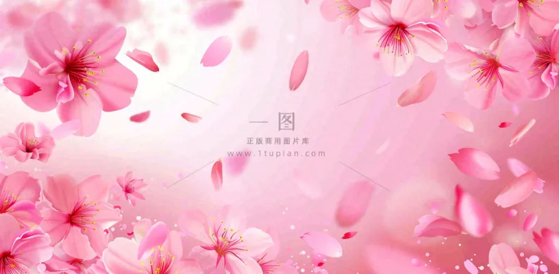 粉色樱花花瓣唯美妇女节春天摄影图 粉色樱花花瓣唯美妇女节春天摄影图