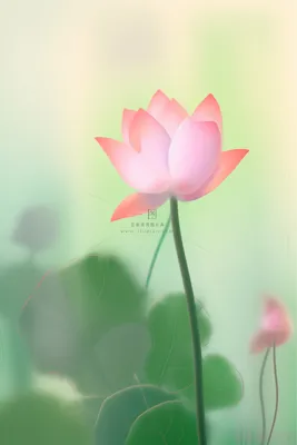 创意意境莲花清新节气海报背景 创意意境莲花清新节气海报背景