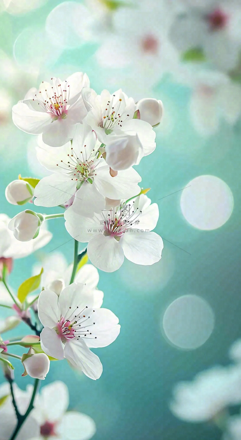 春天开满枝头的白色樱花花朵立春惊蛰春分摄影图